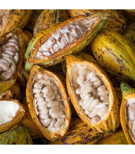 THÉOBROMA Royal Paradise Garden Azalea Gardens Rare Chocolate Theobroma